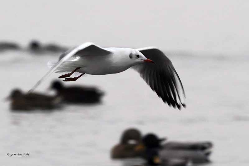 Gabbiano comune / Chroicocephalus (ex Larus) ridibundus in volo